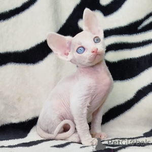 Zdjęcie №2 do zapowiedźy № 156670 na sprzedaż  devon rex - wkupić się Niemcy 