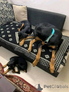 Zdjęcie №4. Sprzedam doberman w Aalborg. prywatne ogłoszenie, hodowca - cena - 2870zł