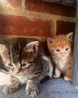 Zdjęcie №1. kot norweski leśny - na sprzedaż w Jesteburg | 1674zł | Zapowiedź № 148552