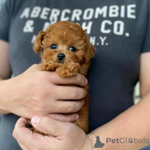 Zdjęcie №1. pudel (zabawka) - na sprzedaż w Berlin | 2392zł | Zapowiedź №136379