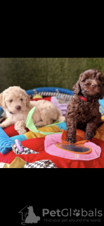 Dodatkowe zdjęcia: Australian labradoodle