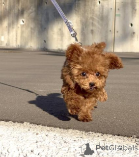 Zdjęcie №2 do zapowiedźy № 163991 na sprzedaż  pudel (zabawka) - wkupić się Niemcy hodowca