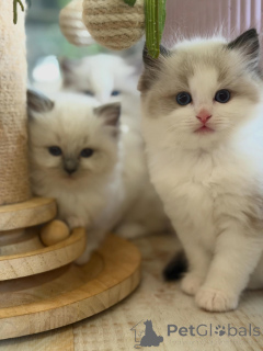 Zdjęcie №1. ragdoll - na sprzedaż w Erlangen | negocjowane | Zapowiedź № 170004