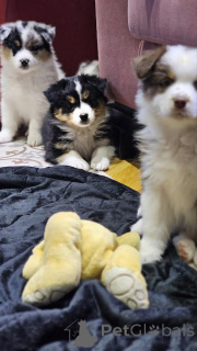 Zdjęcie №1. owczarek australijski - na sprzedaż w Zrenjanin | negocjowane | Zapowiedź №161755