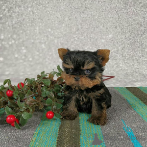 Zdjęcie №1. yorkshire terrier - na sprzedaż w Freiburg | negocjowane | Zapowiedź №173341