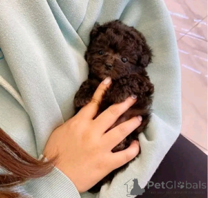 Zdjęcie №2 do zapowiedźy № 137175 na sprzedaż  pudel (zabawka) - wkupić się Niemcy prywatne ogłoszenie, hodowca