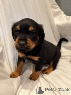 Zdjęcie №1. rottweiler - na sprzedaż w Napad-op-den-berg | negocjowane | Zapowiedź №169350