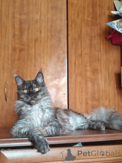 Zdjęcie №1. maine coon - na sprzedaż w Aiola | 3348zł | Zapowiedź № 169614