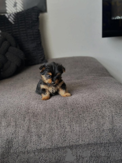 Zdjęcie №4. Sprzedam yorkshire terrier w Chania. hodowca - cena - 1196zł