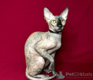 Zdjęcie №1. kot doński sfinks - na sprzedaż w Москва | negocjowane | Zapowiedź № 29564