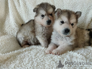 Zdjęcie №1. alaskan malamute - na sprzedaż w Leipzig | 957zł | Zapowiedź №129927