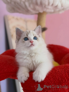 Zdjęcie №2 do zapowiedźy № 169100 na sprzedaż  ragdoll - wkupić się Finlandia od żłobka