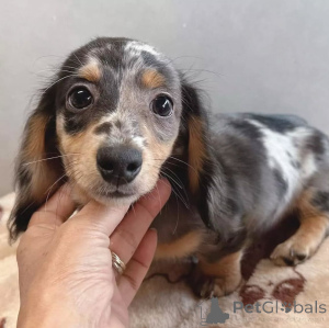 Zdjęcie №3. Szczeniaki jamnika miniaturowego. Finlandia