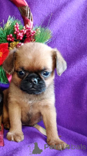 Zdjęcie №2 do zapowiedźy № 163431 na sprzedaż  brabantczyk - wkupić się Federacja Rosyjska hodowca