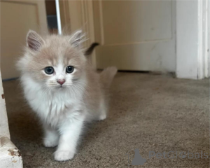 Zdjęcie №2 do zapowiedźy № 154980 na sprzedaż  perskie - wkupić się Niemcy 