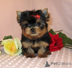 Zdjęcie №1. yorkshire terrier biewer - na sprzedaż w San Jose | Bezpłatny | Zapowiedź №124098