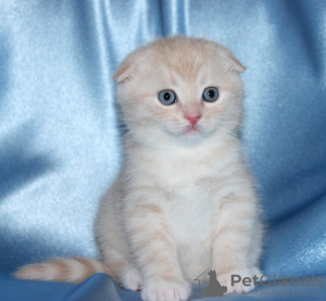 Zdjęcie №1. scottish fold - na sprzedaż w Charleroi | negocjowane | Zapowiedź № 130705