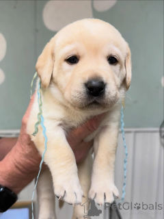 Zdjęcie №1. labrador retriever - na sprzedaż w Bazylea | negocjowane | Zapowiedź №179024