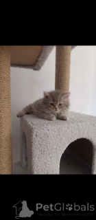 Zdjęcie №1. kot brytyjski długowłosy - na sprzedaż w Ankara | negocjowane | Zapowiedź № 152329