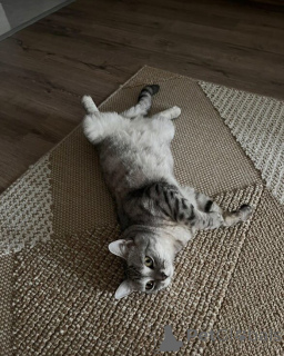 Zdjęcie №1. kot brytyjski krótkowłosy - na sprzedaż w Aiola | 2631zł | Zapowiedź № 157769