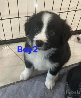 Zdjęcie №1. border collie - na sprzedaż w Wedel | 2774zł | Zapowiedź №175180