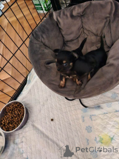 Zdjęcie №1. chihuahua (rasa psów) - na sprzedaż w Atlanta | 3244zł | Zapowiedź №161378