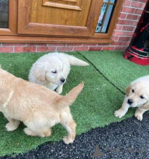 Zdjęcie №2 do zapowiedźy № 141161 na sprzedaż  golden retriever, labrador retriever - wkupić się Kanada prywatne ogłoszenie