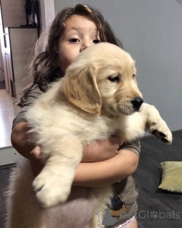 Zdjęcie №4. Sprzedam golden retriever w Kovilj. hodowca - cena - negocjowane