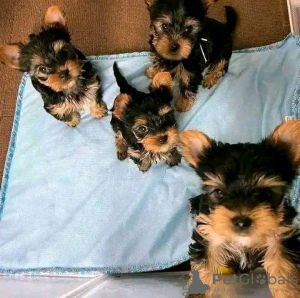 Zdjęcie №2 do zapowiedźy № 121584 na sprzedaż  yorkshire terrier - wkupić się USA prywatne ogłoszenie