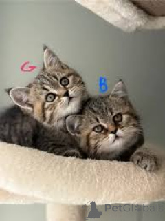 Zdjęcie №1. kot europejski krótkowłosy - na sprzedaż w Paryż | 2392zł | Zapowiedź № 165503