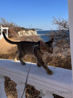 Zdjęcie №3. Chausie kot i kot. Federacja Rosyjska