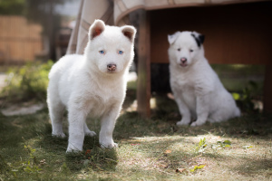 Zdjęcie №3. Szczeniak Jakuta husky czeka na najbardziej troskliwych ojców i matki. Cena jest. Federacja Rosyjska