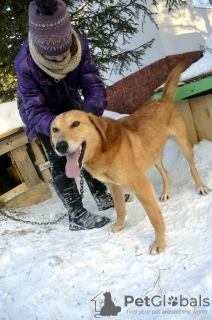 Zdjęcie №4. Sprzedam pies nierasowy w Краснокамск. ze schronu - cena - Bezpłatny