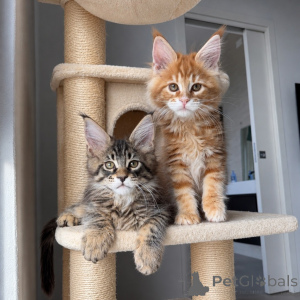 Zdjęcie №1. maine coon - na sprzedaż w Norrköping | negocjowane | Zapowiedź № 171096