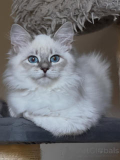 Zdjęcie №1. kot syberyjski - na sprzedaż w Berlin | negocjowane | Zapowiedź № 154640