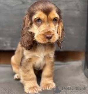 Zdjęcie №1. cocker spaniel angielski - na sprzedaż w Wiedeń | 3348zł | Zapowiedź №165428
