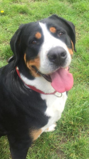 Dodatkowe zdjęcia: Sprzedam szczenięta Great Swiss Mountain Dog