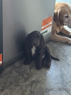 Zdjęcie №4. Sprzedam cocker spaniel amerykański w Bella. hodowca - cena - negocjowane