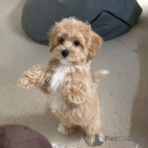 Zdjęcie №3. Bella, królowa kier i władczyni przytulasów. Szwajcaria