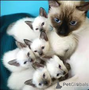 Zdjęcie №1. kot syjamski - na sprzedaż w Espoo | 2392zł | Zapowiedź № 166948