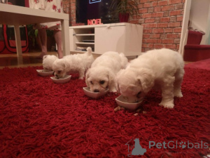 Zdjęcie №1. bichon frise - na sprzedaż w Jáchymov | 3109zł | Zapowiedź №172826