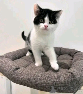 Zdjęcie №2 do zapowiedźy № 137222 na sprzedaż  munchkin - wkupić się Niemcy hodowca