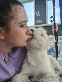 Zdjęcie №1. west highland white terrier - na sprzedaż w Edynburg | 3558zł | Zapowiedź №146679