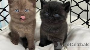 Zdjęcie №2 do zapowiedźy № 161083 na sprzedaż  kot brytyjski krótkowłosy - wkupić się Finlandia prywatne ogłoszenie, hodowca