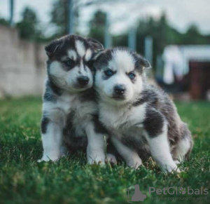 Zdjęcie №1. husky syberyjski - na sprzedaż w Ekenäs | Bezpłatny | Zapowiedź №128348