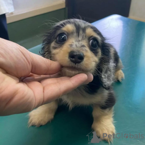 Zdjęcie №4. Sprzedam jamnik w Helsinki.  - cena - 2631zł