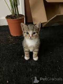 Zdjęcie №3. Myytävänä europaattisia lyhytkarvaisia Kissanpentuja. Finlandia