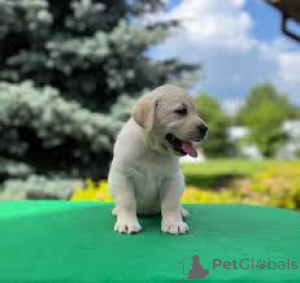 Zdjęcie №2 do zapowiedźy № 163842 na sprzedaż  labrador retriever - wkupić się Austria prywatne ogłoszenie, hodowca