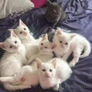 Zdjęcie №1. kot syjamski - na sprzedaż w Amsterdam | 2392zł | Zapowiedź № 162801