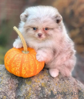 Zdjęcie №2 do zapowiedźy № 132034 na sprzedaż  szpic miniaturowy - wkupić się Estonia 